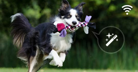 Editor de video en línea gratuito